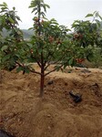 今年樱桃树报价8公分9公分10公分樱桃树产地批发价格