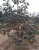 出售甜脆柿子樹苗5-6-8-10-12-15公分柿子樹產地批發價格
