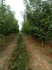 出售大櫻桃樹5-6-8-10-12-15公分櫻桃樹產地價格、品種介紹
