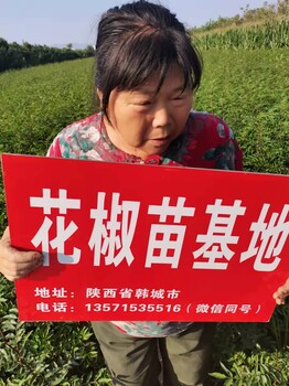 韓城大紅袍花椒樹苗基地韓城花椒苗韓城無刺花椒苗
