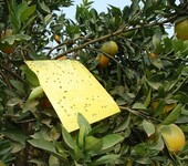 茶园茶树种植防治虫害使用JIADUO卫农频振式杀虫灯