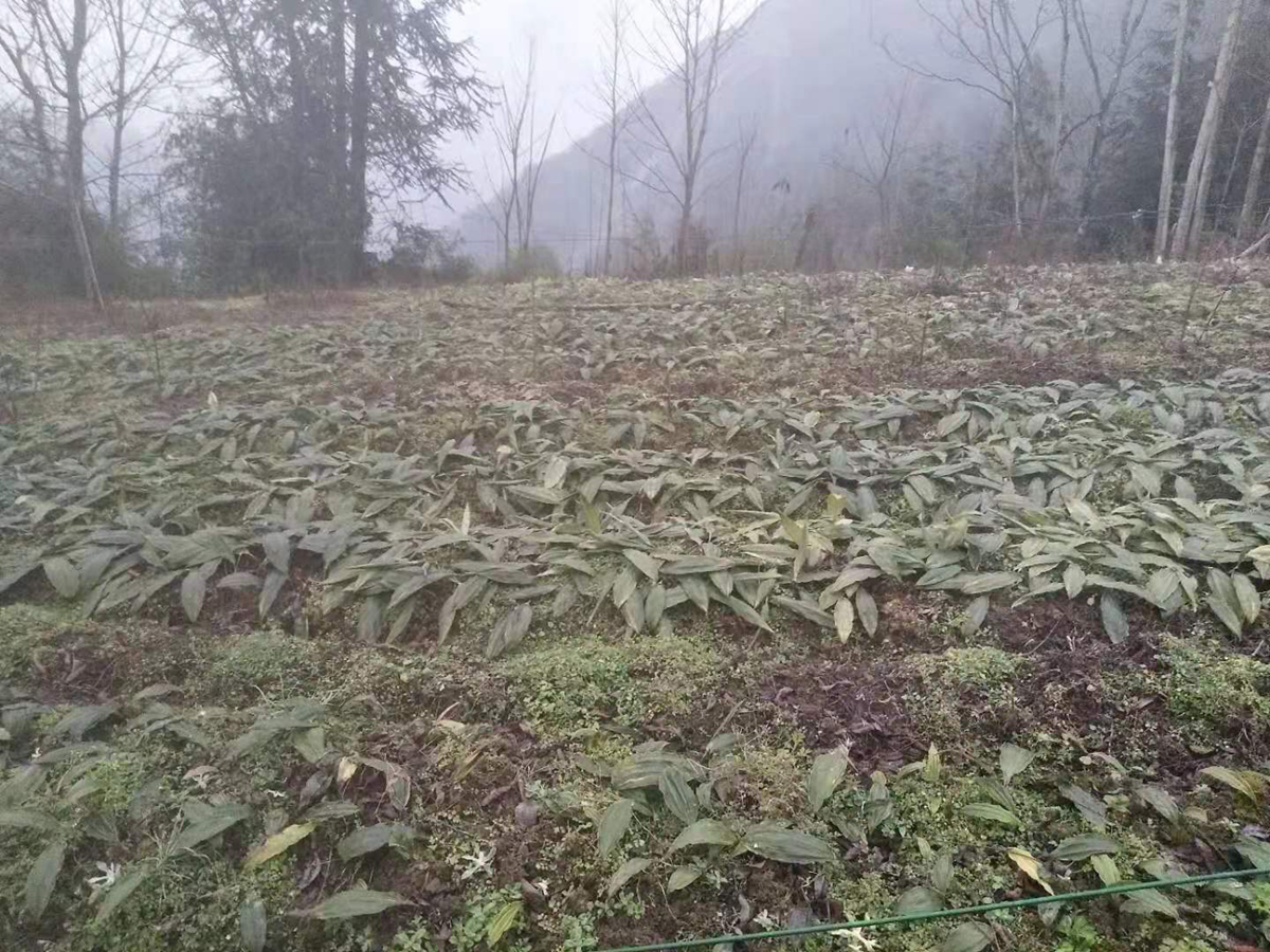 云南省西雙版納州毛慈菇小苗種植基地