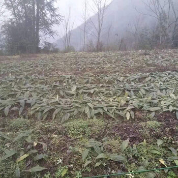 甘肃省白银市毛茨菇果夹育苗技术