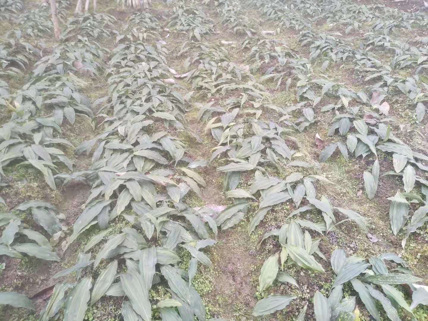 河南省周口市毛慈菇种子亩产量