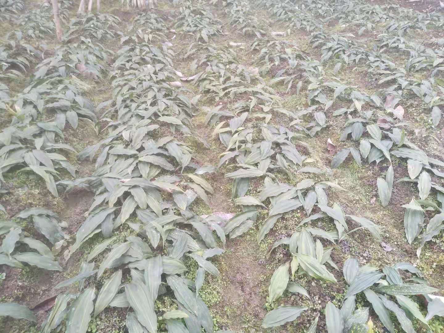 云南省思茅市毛慈菇种子产地