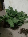 湖南省永州市毛茨菇果夾畝產(chǎn)量