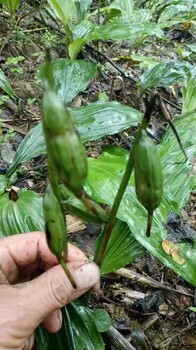 四川省攀枝花市毛茨菇果夹销售