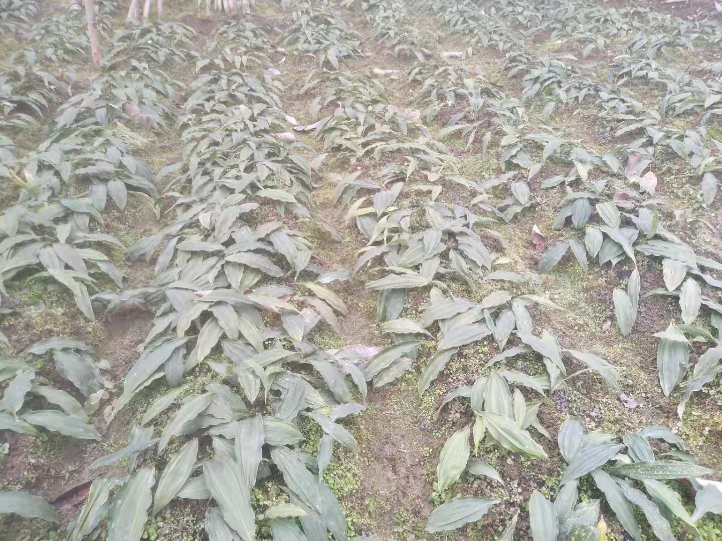 陜西省渭南市毛慈菇種子種植基地