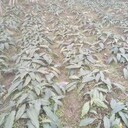 貴州省貴陽市毛慈菇苗批發(fā)