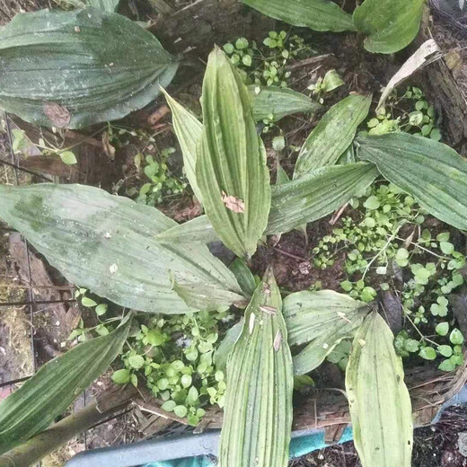 四川省德阳市毛慈菇菌种种植基地