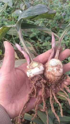 广西贵港市毛慈菇种苗种植技术