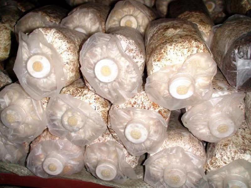 吉林省通化市毛慈菇伴生菌畝產量