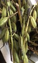 云南省西雙版納州毛慈菇種苗哪里有