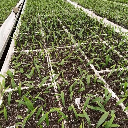 内蒙古通辽市毛慈菇菌种种植技术