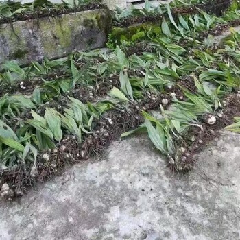 青海省黄南州毛慈菇种子种植技术
