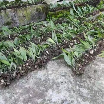 湖北省黄石市毛慈菇苗种植技术