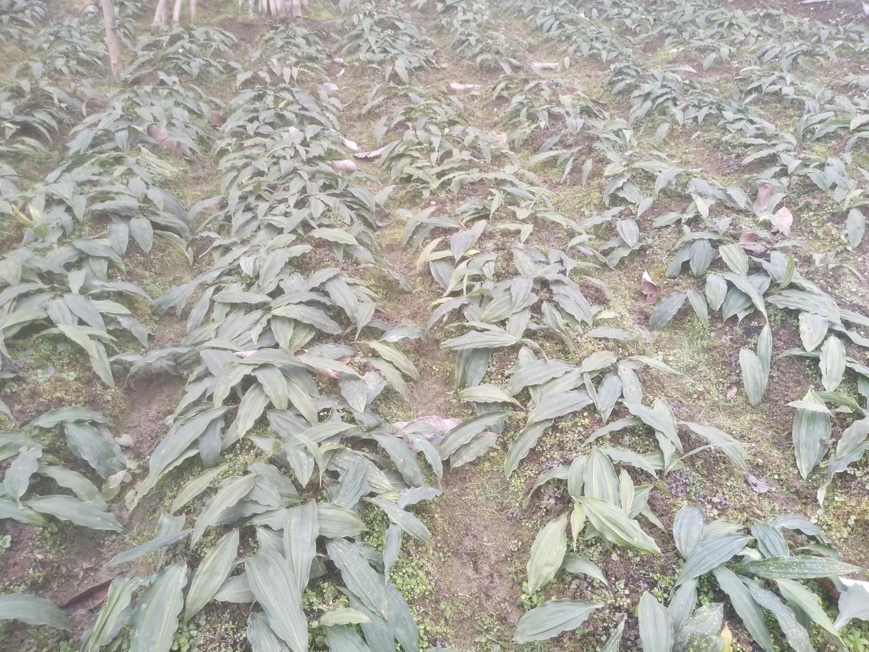 广西柳州市毛慈菇果夹种植技术