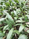 湖北省黃石市毛茨菇果夾銷售