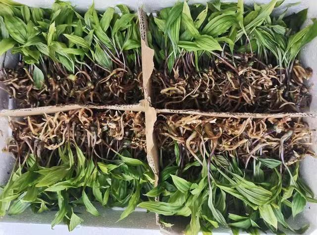 安徽省宣城市毛慈菇苗種植技術