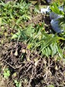 湖北省恩施州毛慈菇菌種種植技術(shù)