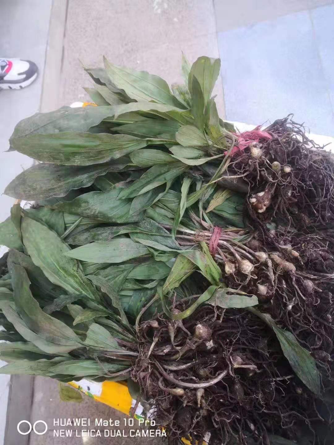 四川省达州市毛慈菇伴生菌销售