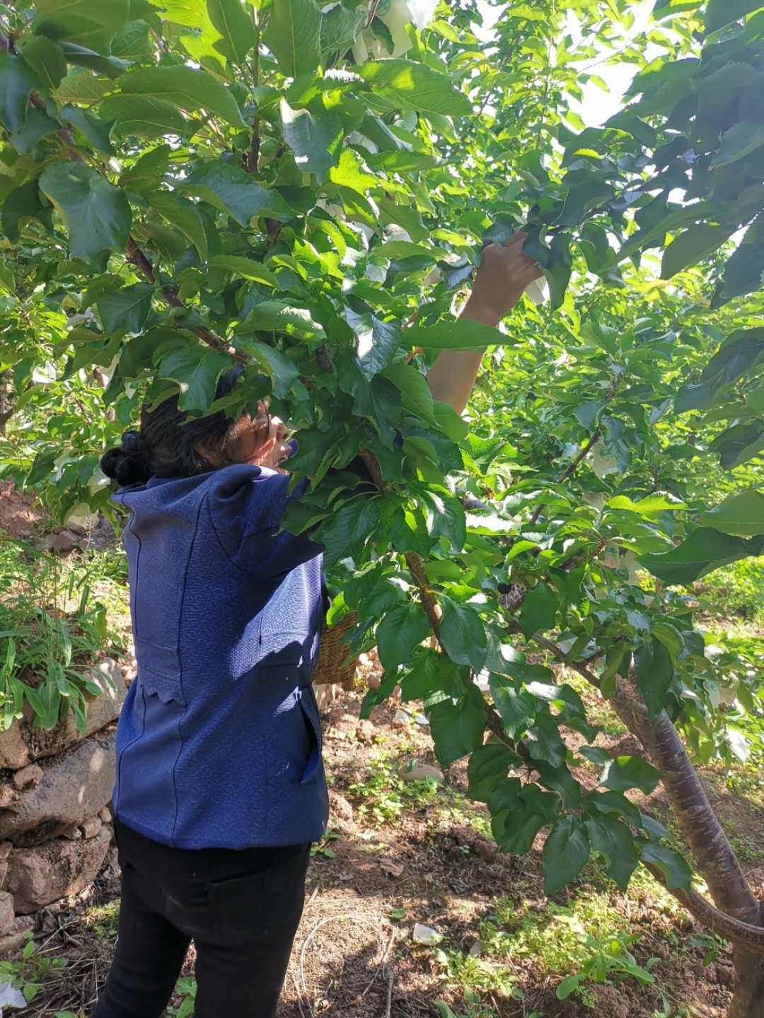 重庆大足车厘子树苗-重庆大足车厘子树苗基地