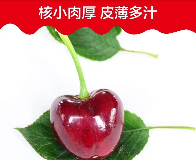 河南許昌車厘子樹苗-河南許昌車厘子樹苗基地