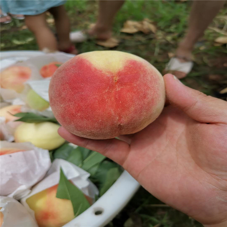 湖北襄阳早熟桃子苗-湖北襄阳早熟桃子苗基地