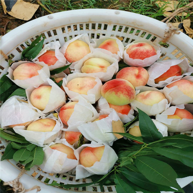 四川資陽早熟桃子苗-四川資陽早熟桃子苗基地