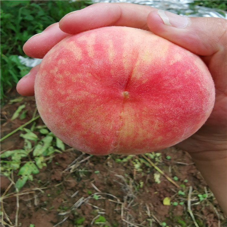 湖南張家界桃子苗-湖南張家界桃子苗基地