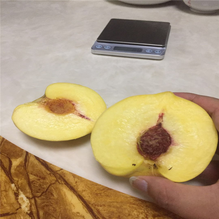 貴州黔南早熟桃子苗-貴州黔南早熟桃子苗價格