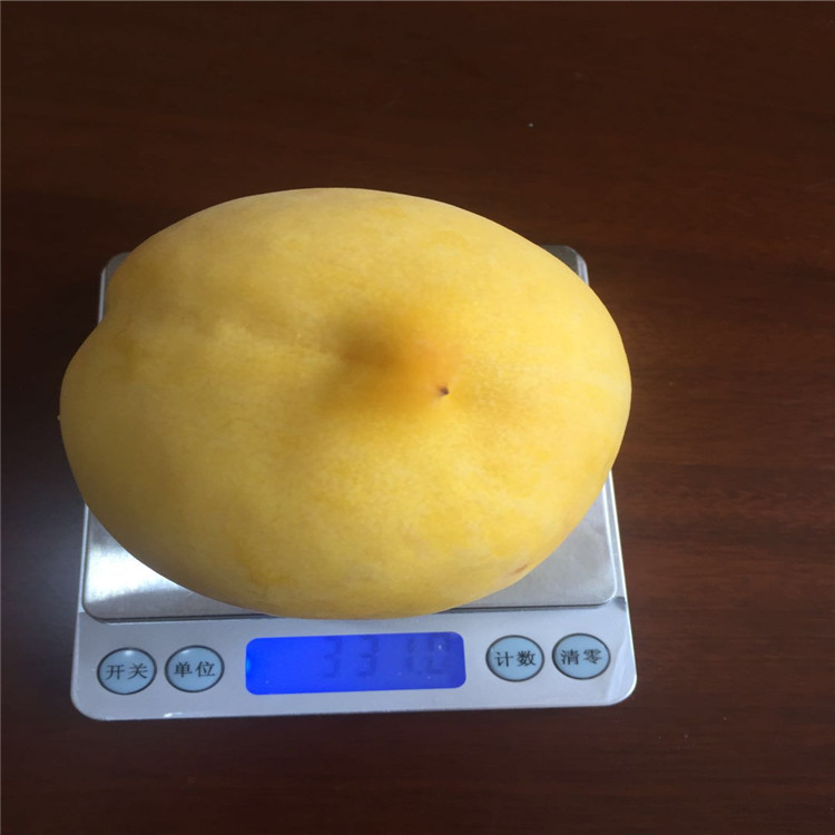 重慶巫溪早熟桃子苗-重慶巫溪早熟桃子苗基地