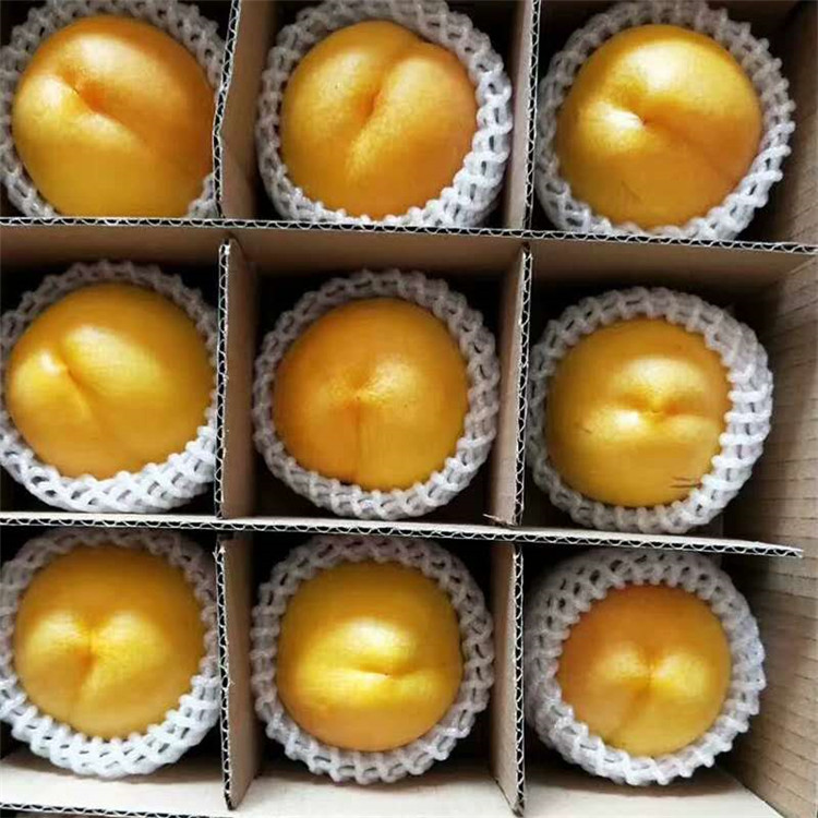 甘肅慶陽早熟桃子苗-甘肅慶陽早熟桃子苗價(jià)格