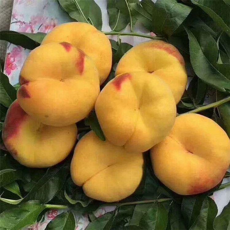 云南昆明晚熟桃子苗-云南昆明晚熟桃子苗批發(fā)
