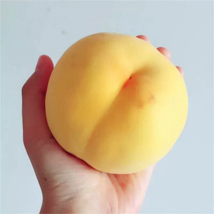 云南昆明晚熟桃子苗-云南昆明晚熟桃子苗批發(fā)