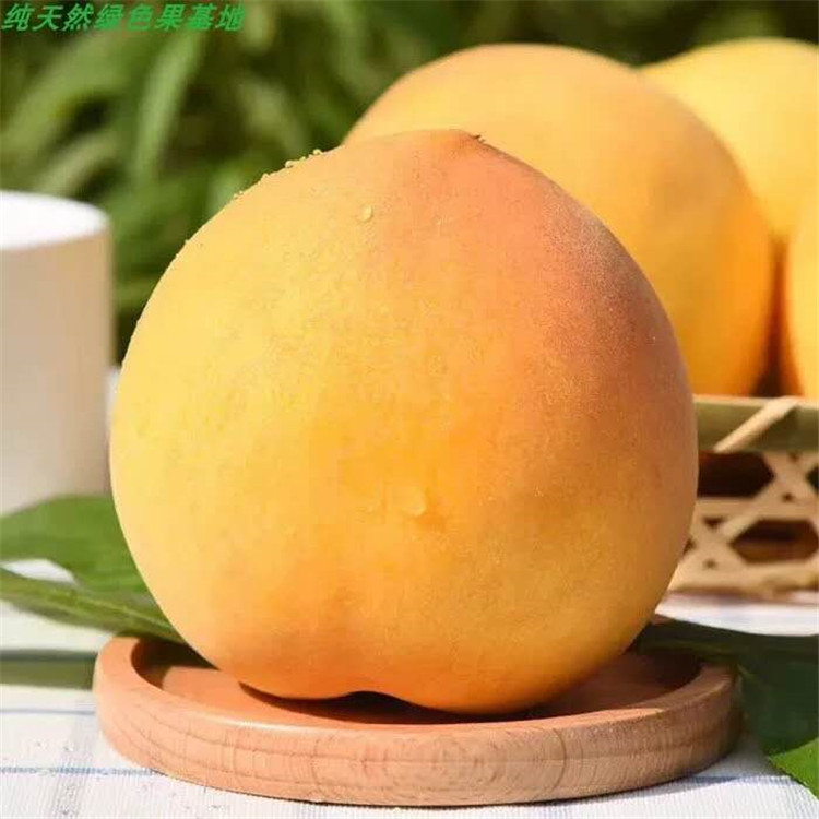 重慶潼南桃子苗-重慶潼南桃子苗批發(fā)