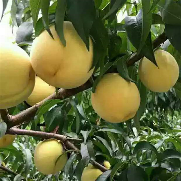 重慶潼南桃子苗-重慶潼南桃子苗批發(fā)