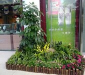 北京丰台区花卉绿植租赁