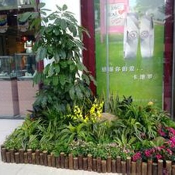 北京丰台区花卉绿植租赁