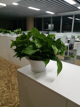 北京石景山花卉銷售公司