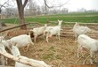 陕西养羊场联系方式
