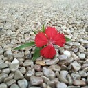 地坪材料供應(yīng)·免費(fèi)施工指導(dǎo)·襄陽(yáng)市生態(tài)透水混凝土地坪本地施工隊(duì)