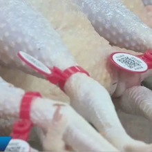 食品安全追溯系统二维码鸡鸭脚环屠宰追溯脚环标识图片
