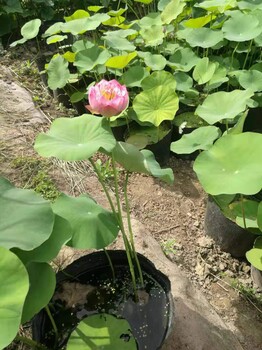 盆栽荷花价格盆栽荷花批发荷花种苗易成活