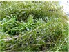 伊乐藻种植批发-价格-图片