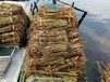 白洋淀芦苇苗批发价格低白洋淀野生芦苇苗种植施工