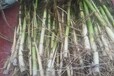 水生植物芦苇苗价格耐寒芦苇种苗基地