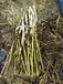 湘西芦苇苗价格-种植芦苇种苗基地成活率高