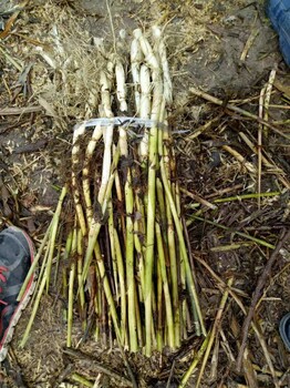供应湿地芦苇种植技术绿化工程芦苇苗种植景观芦苇苗种植公司