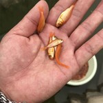 广东惠州观赏鱼出售广东清远锦鲤鱼苗批发